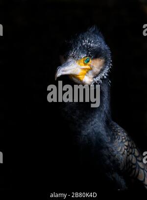 Head Shot Of A Cormorant, Phalacrocorax carbo, Lit By The Sun From One Side Isolated On A Black Background. Taken at Keyhaven UK Stock Photo