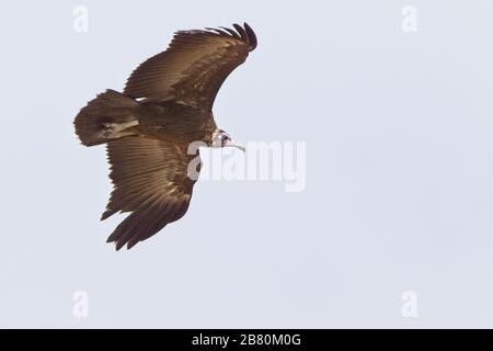 Hooded Vulture (Necrosyrtes monachus), juvenile in flight, Gambia. Stock Photo