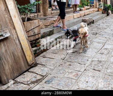 A dog walks a dog in the streets of Shuhe Ancient Town in Lijiang, Yunnan Province, China. The area where the Naxi ethnic people and culture thrive. Stock Photo