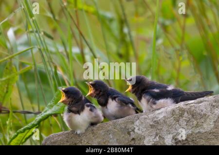 Young swallows with hungry mouths waiting for parent Stock Photo