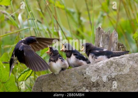 Young swallows being fed by parent Stock Photo