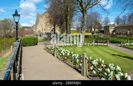 Spring view of gardens and keep keep of Knaresborough Castle, once a medieval fortress, now a popular visitor attraction in this Yorkshire town Stock Photo