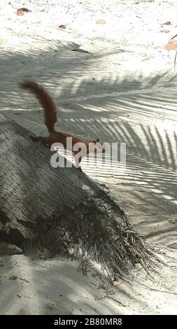 Vertical shot of a squirrel on a tree on the beach Stock Photo