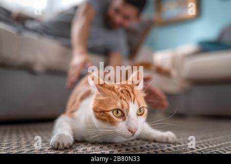 white and brown yellow-eyed cat lying on the carpet in an alert attitude, is about to be scared by its owner Stock Photo