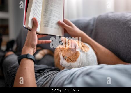 white and brown cat with yellow eyes, annoys a young man lying on a sofa and tries to read. side view Stock Photo