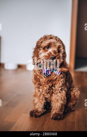 5 months old Cockapoo red puppy cross breed Stock Photo
