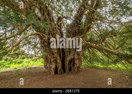 The famous Ankerwycke Yew, an ancient yew tree (Taxus baccata) probably aged over 2000 years old, at Runneymede, UK Stock Photo