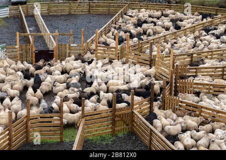 Icelandic sheep beeing driven down from the Icelandic highlands at the end of summer Stock Photo