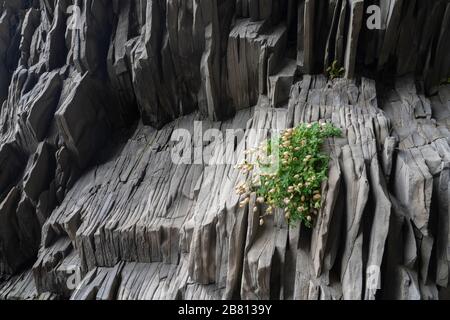 strong plant in an adverse enviroment as a symbol for endurance, survival and hope Stock Photo