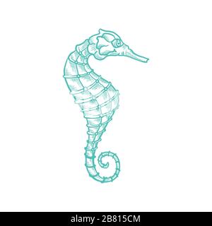 Seahorse vector sketch and thin line art aquatic animal with pencil hatching texture. Oceanairum and tropical aquarium fauna seahorse, underwater marine wildlife, hand drawn icon isolated on white Stock Vector
