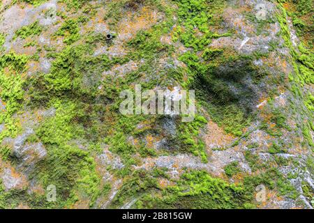 Close-up view of rocks covered with green and orange moss and lichen at the Ryusogadaki waterfall, Fukui Prefecture, Japan. Stock Photo