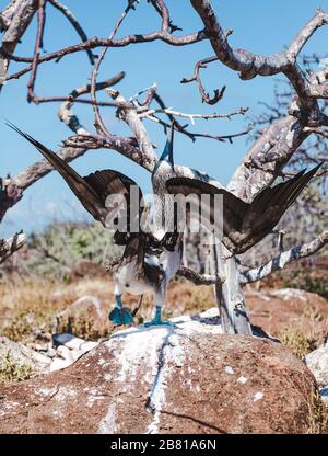 Open wingspan as part of the male mating dance of the blue footed booby bird on the Galapagos Islands, Ecuador Stock Photo