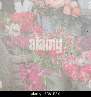 square format . textured stylish old paper background, square, Design card from bouquet of white pink purple Ranunculus. Stock Photo
