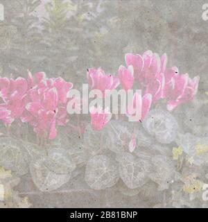 Raspberry cyclamen on the background of spruce and ivy. Urban landscaping. textured stylish old paper background, Stock Photo