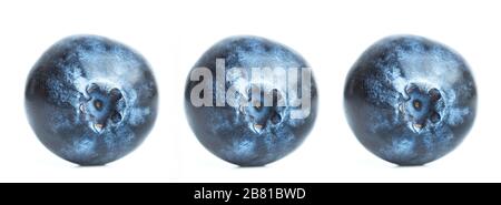 One blueberry on a white background. Isolated in a close up view Stock Photo