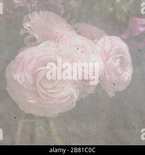 A bouquet of pale pink ranunculi on a background of fresh lilac in the store for sale. textured stylish old paper background, Stock Photo