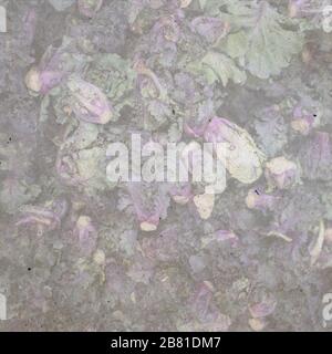 textured stylish old paper background with cabbage, Stock Photo