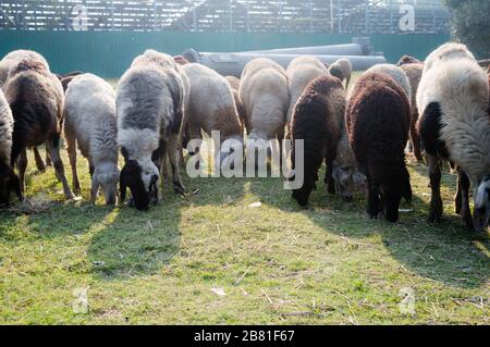 Flock of Domestic Sheep, Ewe, Lamb, Ram (Ovis aries species genus) grazing in a sheep farm in Summer Sunset. Typically livestock ruminant mammals. Art Stock Photo