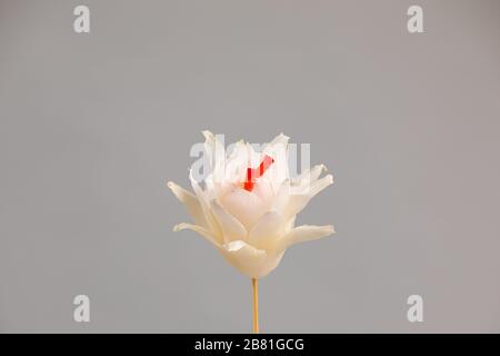 Single carnation made from the Pekinqese cabbage Stock Photo