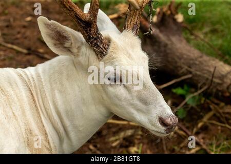 Rare white deer. Natural scene from conservation area in Wisconsin. Stock Photo