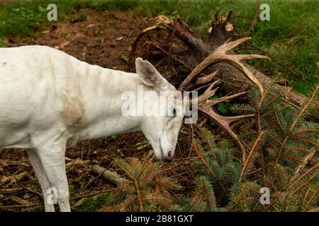 Rare white deer. Natural scene from conservation area in Wisconsin. Stock Photo