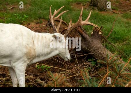 Rare white deer. Natural scene from conservation area in Wisconsin. Stock Photo