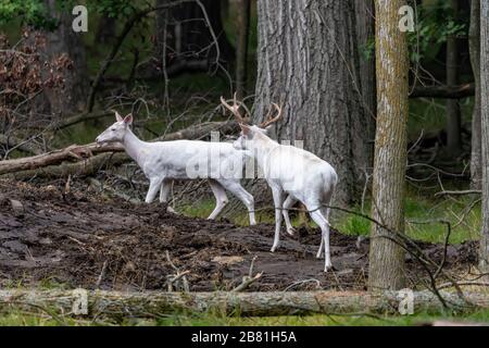 Rare white deer. Natural scene from conservation area in Wisconsin. Stock Photo