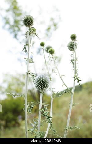 Close up of green globe thistle flowers in a meadow.Echinops banaticus Blue Glow Globe Thistle. Stock Photo