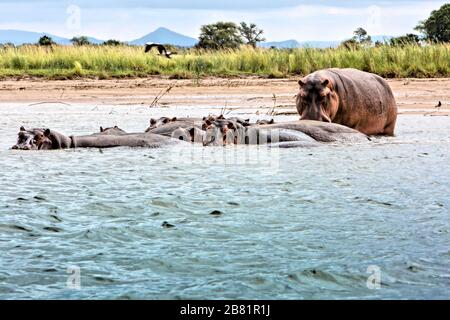 A pod of semi-submerged hippos cools itself in the waters of the Zambezi River. Apart from one who is a little more curious. Stock Photo