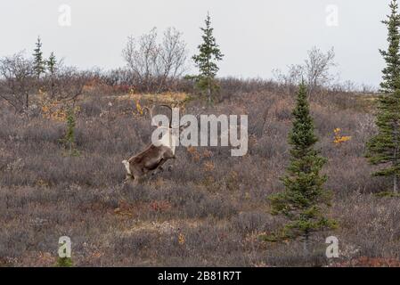 Barren Ground caribou Bull in Autumn in Alaska