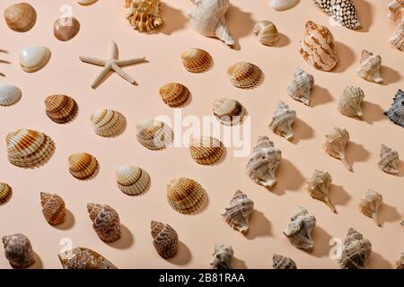 Shells and sea star on pink paper background Stock Photo