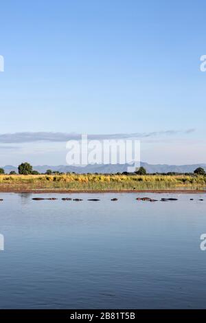 View from Zimbabwe across the Zambezi River, past a pod of hippos to the mountains of Zambia Stock Photo