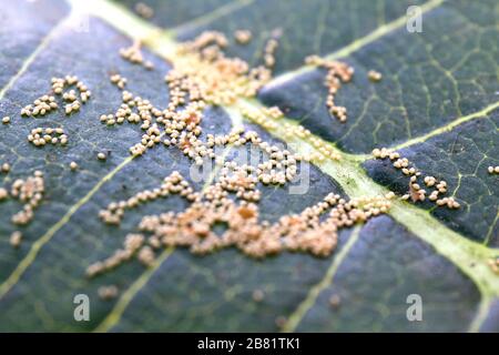 Small insect eggs on leaves nature forest environment (Selective focus) Stock Photo
