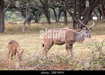 Greater kudu bull and calf grazing among the acacia trees Stock Photo