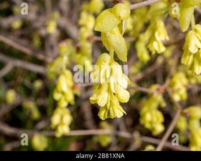 Chinese false hazel Corylopsis sinensis blooms in spring Stock Photo