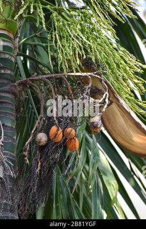 Areca nut or betel nut flower and fruit on the tree. The areca nut is the seed of the areca palm (Areca catechu), which grows in much of the tropical Stock Photo