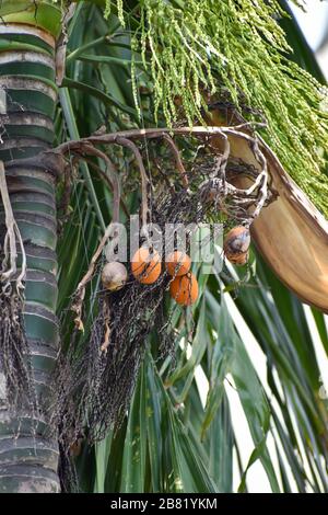 Areca nut or betel nut flower and fruit on the tree. The areca nut is the seed of the areca palm (Areca catechu), which grows in much of the tropical Stock Photo