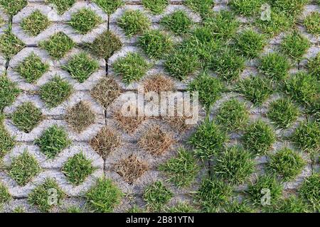 Slab of cement block floor, brick decorative grass surface texture wall , garden pavement sidewalk pattern with green grass Stock Photo