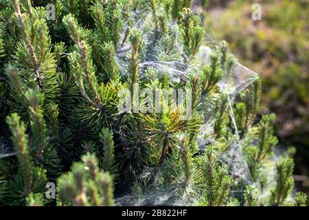 Coniferous spruce or pine tree branch covered with spider net in forest or park on sunny day. Tree with spiderweb. Plant disease Stock Photo