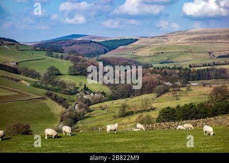 View of the English Peak district near Wildboarclough in Cheshire with sheep grazing on farmland in the countryside Stock Photo