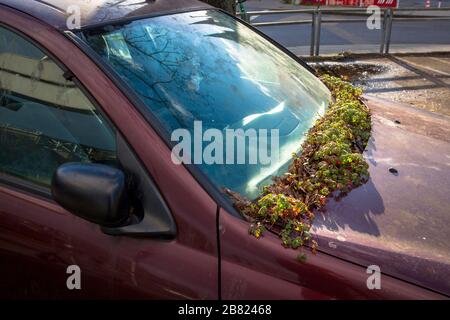 plant grows on the windshield of an illegally parked car near the street Konrad-Adenauer-Ufer, Cologne, Germany.  Pflanze waechst an der Windschutzsch Stock Photo