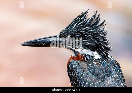 Closeup of a Male Giant Kingfisher in the Kruger National Park, South Africa Stock Photo