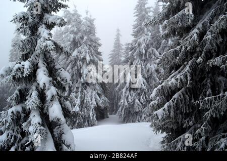 ate in the forest covered with snow Stock Photo