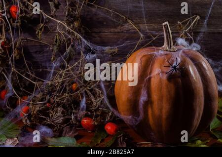 Pumpkin in the web and spiders on the background of the tree for Halloween Stock Photo