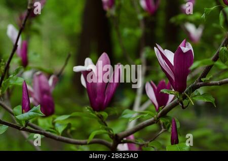 purple magnolia flower closeup 2 Stock Photo
