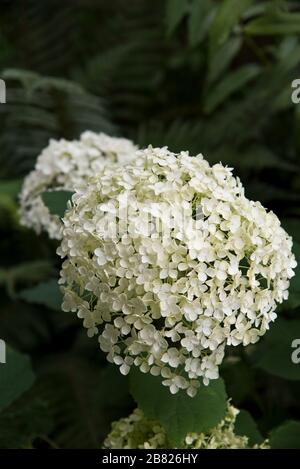hydrangea arborescens annabelle Stock Photo