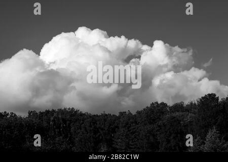 Black and White Photo of Fluffy Clouds Over Tree Line Stock Photo