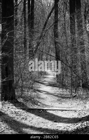 Black and White Photo of Rock Creek Park Trail, Washington DC Stock Photo