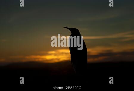 Silhouette of a King penguin on a beach at sunset, Falkland Islands. Stock Photo