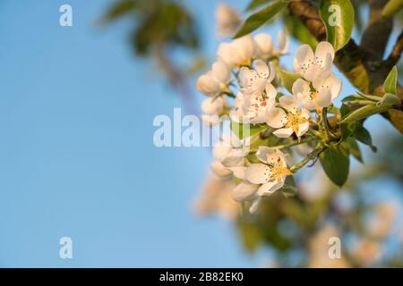 White cherry blossoms on a twig in golden sunlight in front of a clear blue sky (close-up, horizontal landscape format, copy space) Stock Photo